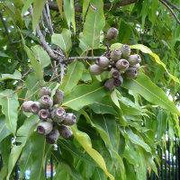 Corymbia ptychocarpa