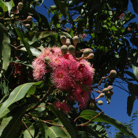 Corymbia ptychocarpa