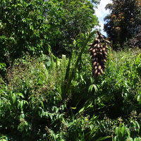 Doryanthes palmeri