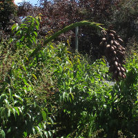 Doryanthes palmeri