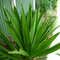 Doryanthes species