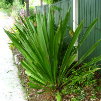 Doryanthes species