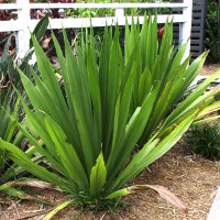 Doryanthes species