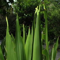 Doryanthes species