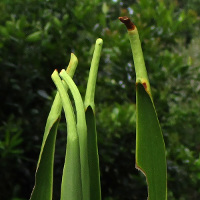 Doryanthes species