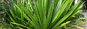 doryanthes