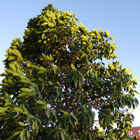 Elaeocarpus eumundi