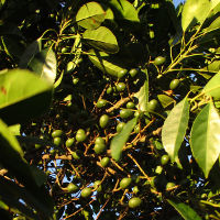 Elaeocarpus eumundi
