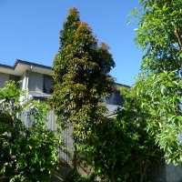 Elaeocarpus eumundi