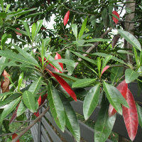 Blue Quandong Elaeocarpus grandis