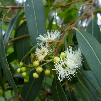 Eucalyptus curtisii