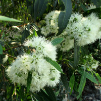 Eucalyptus curtisii