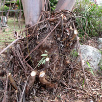 Eucalyptus curtisii