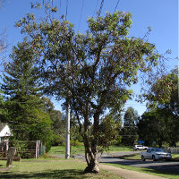 Eucalyptus curtisii