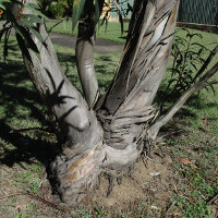 Eucalyptus curtisii