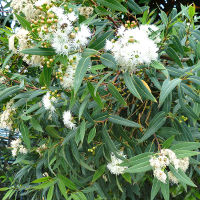 Eucalyptus curtisii