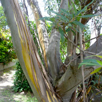 Eucalyptus curtisii