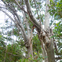 Eucalyptus curtisii