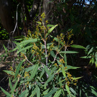 Eucalyptus curtisii