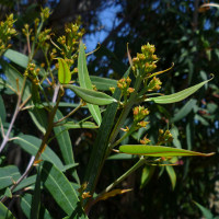 Eucalyptus curtisii