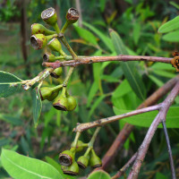 Eucalyptus curtisii