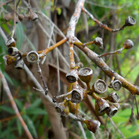 Eucalyptus curtisii