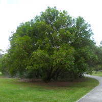 Cheese tree Glochidion ferdinandi