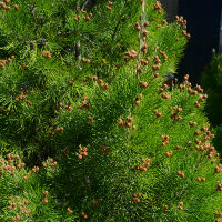 gymnostoma_australianum