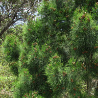 gymnostoma_australianum