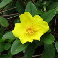 Hibbertia scandens