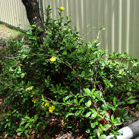 Hibbertia scandens