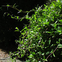 Hibbertia scandens