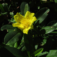 Hibbertia scandens