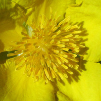 Hibbertia scandens