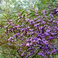 Hovea acutifolia