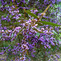 Hovea acutifolia