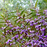 Hovea acutifolia