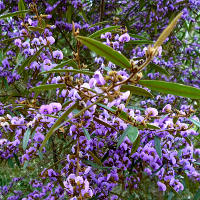 Hovea acutifolia