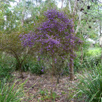 Hovea acutifolia