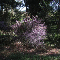 Hovea acutifolia