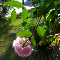 Syzygium Cascade