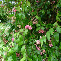 Syzygium Cascade