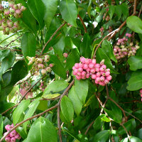 Syzygium Cascade