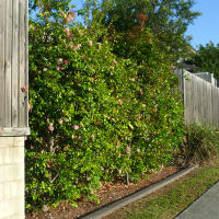 Syzygium Cascade in the landscape