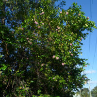 Syzygium Cascade in the landscape