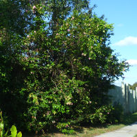 Syzygium Cascade in the landscape