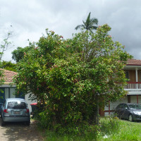 Syzygium Cascade in the landscape