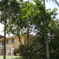 Syzygium Cascade in the landscape