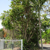 Syzygium Cascade in the landscape
