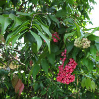 Syzygium Cascade in the landscape